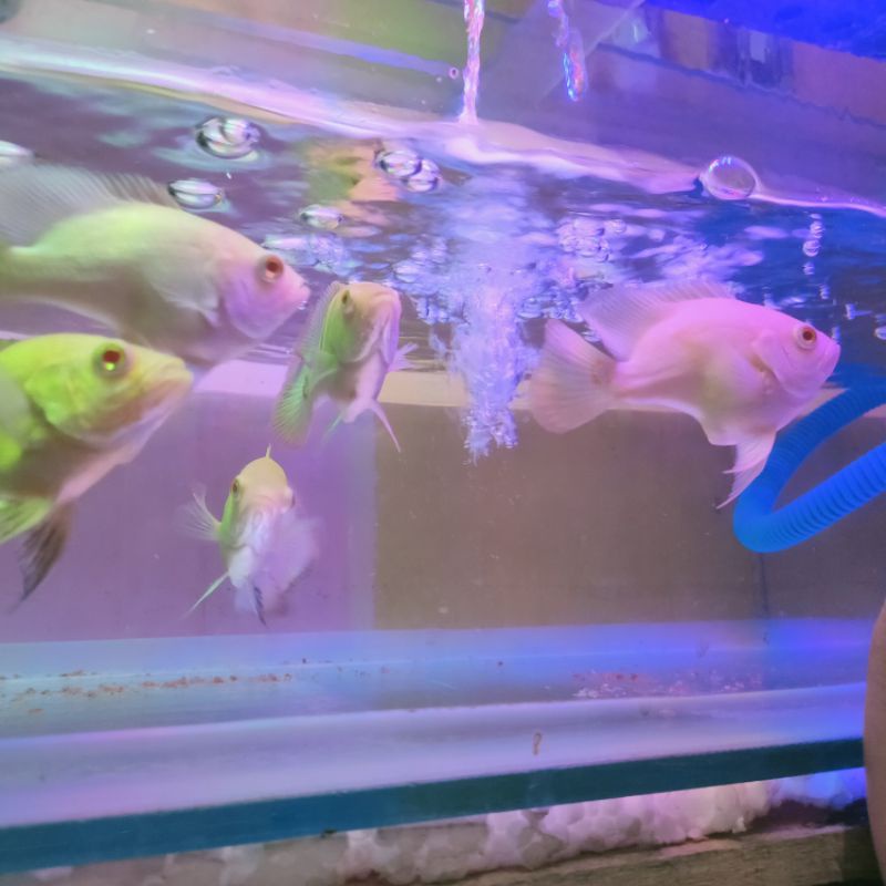 ikan Oscar Tiger albino helikopter Sz 9cm