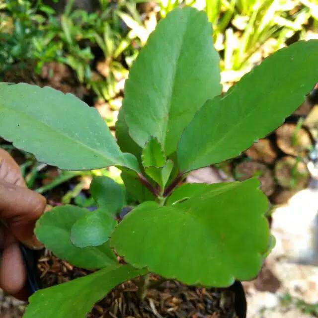 paket 3 bibit Tanaman hias Cocor bebek, tanaman cocor bebek, bibit cocor bebek (kalanchoe pinnata)