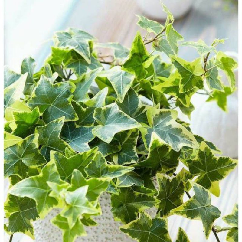 Bunga gantung ivy varigata