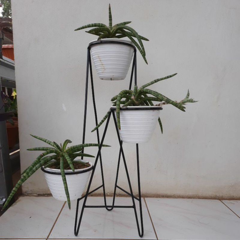 Sansivera mini / boncel