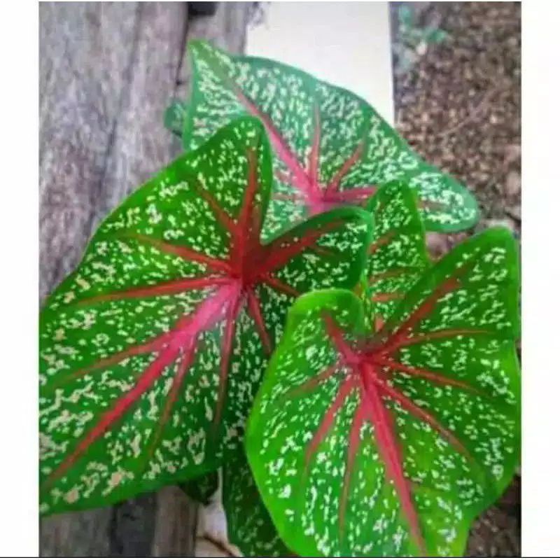 TANAMAN HIAS KELADI RED STAR | KELADI MERAH | CALADIUM