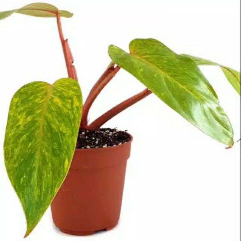 Philodendron Painted Lady