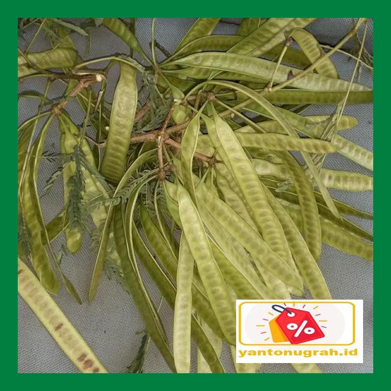 

Ytnksot Pete Cina / Lamtoroo Sotyt07