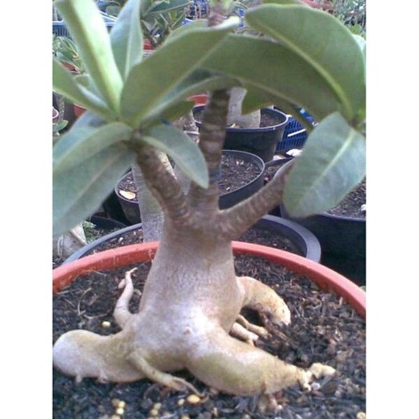 Benih Biji Bibit Adenium Arabicum Black Knight Tanaman Bunga Import