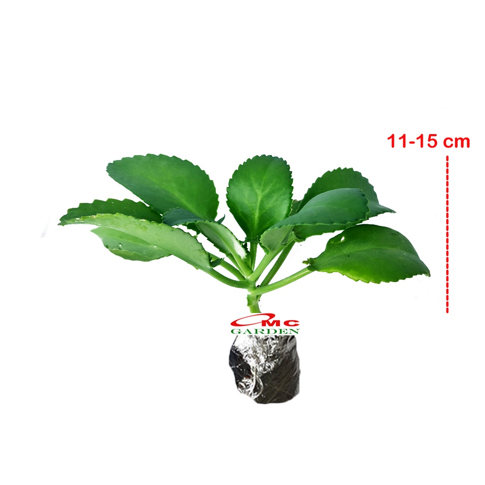 Cocor Bebek Sukulen Sekulen Bryophyllum Pinnatum Tanaman Hias Bibit 11