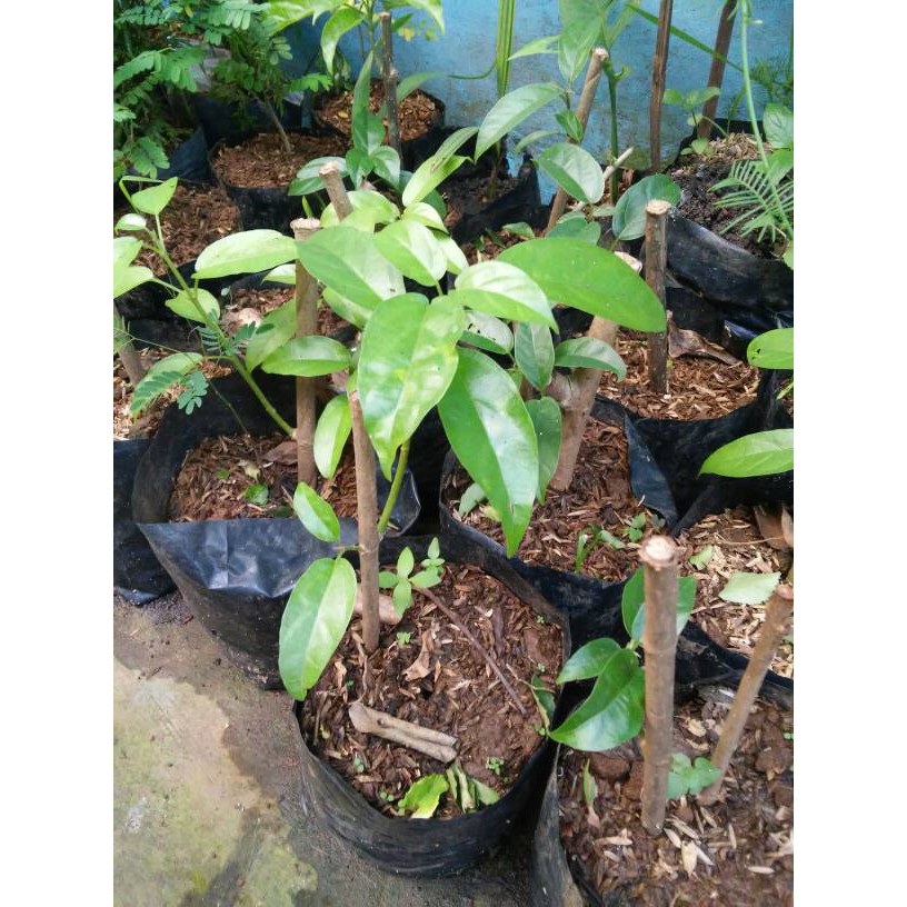 

CINCAU HIJAU BATANG