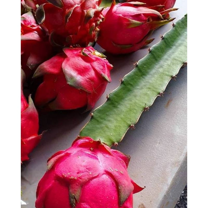 [BISA COD] BIBIT BUAH NAGA PUTIH • HARGA BIBIT BUAH NAGA