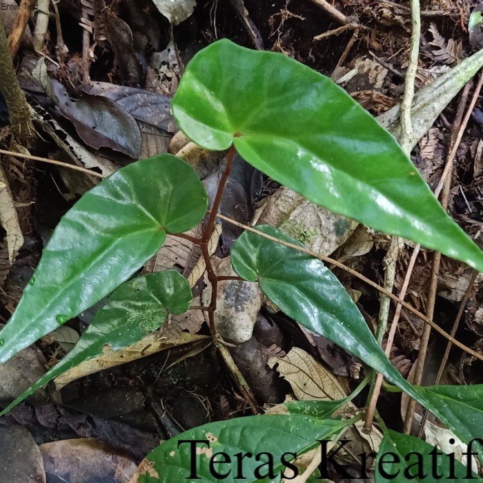 Begonia Simsim Forest# Begonia Hutan Simsim ; Tanaman &amp; Bunga Terlengkap