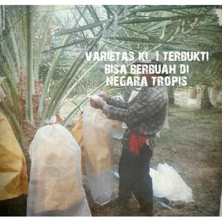 I1F Kurma Tropis Bibit Benih Varietas Unggul Hibrida Kolak One Kl1 Q3R