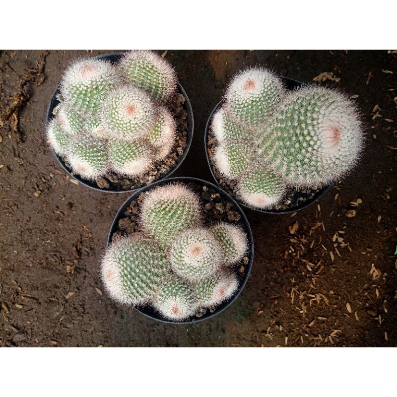 tanaman kaktus scopa ownrot cluster (pot 10cm)