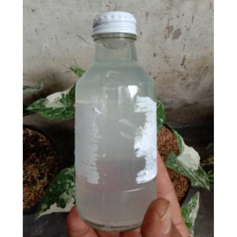 Obat Hormon pewarna Tanaman.