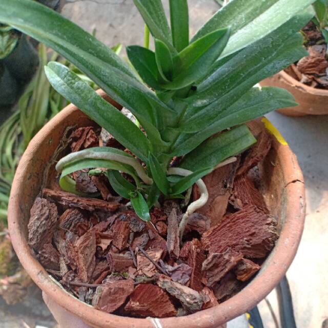 Kulit Pinus Cacah Media Tanam Anggrek