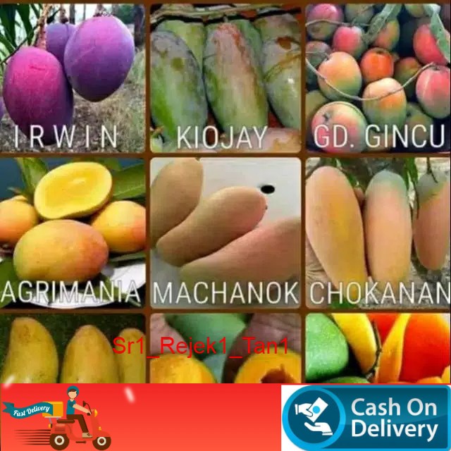 Paket empat bibit mangga import - super genjah