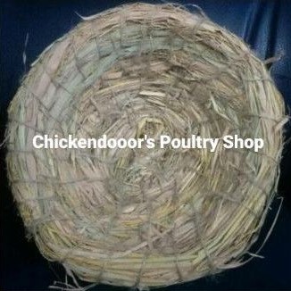 ALAS BERTELUR BURUNG DARA TEMPAT TELOR SARANG TELUR AYAM KATE BANGKOK SERAMA MERPATI POS TEKUKUR