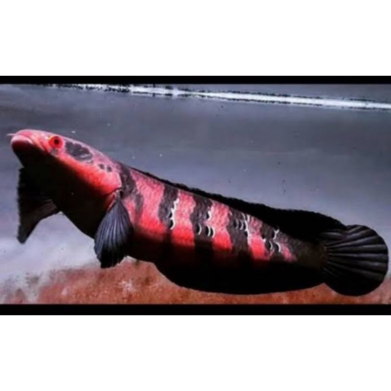 chana super red sampit 7cm