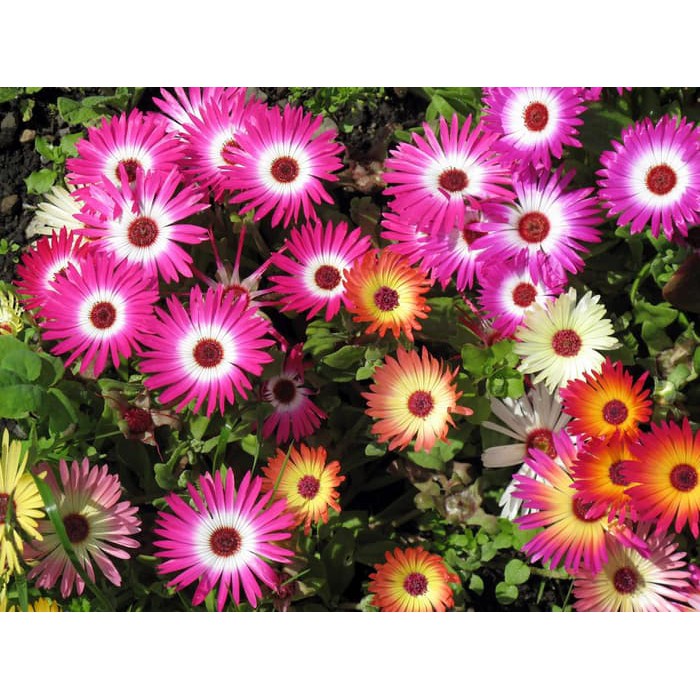 

Termurah benih/seeds LIVINGSTONE DAISY MIX Livingstone Daisy Seeds unik banyak pilihan warna