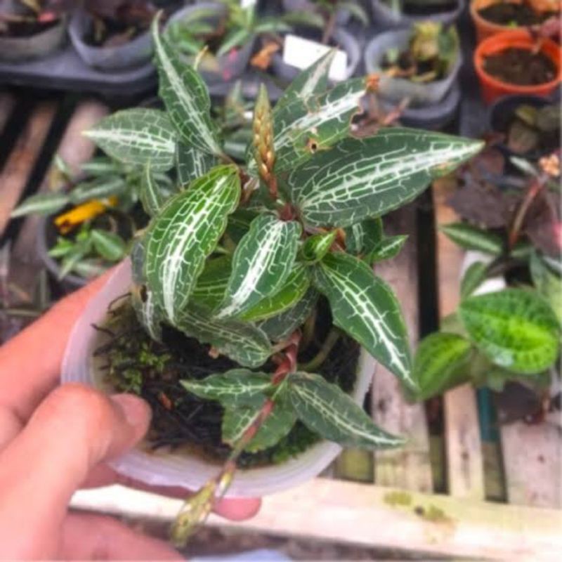 tanaman anggrek Jewel Orchid macodes petola