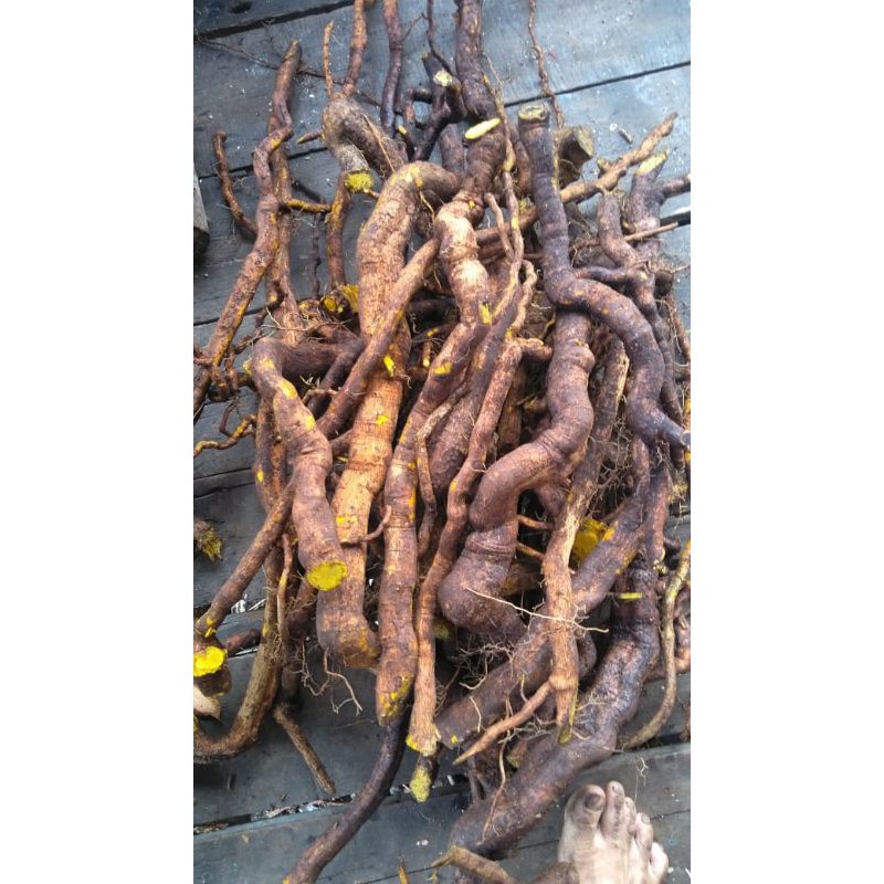 

akar kuning (murni bagian akar)