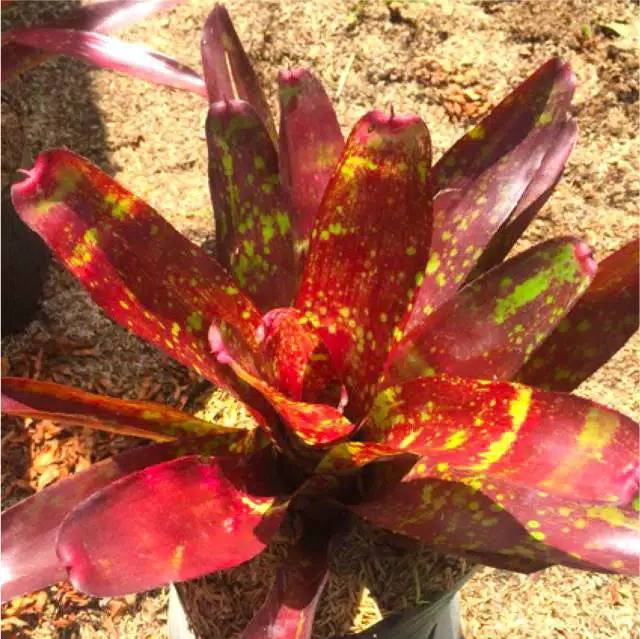 Tanaman BROMELIA NEO AZTEC