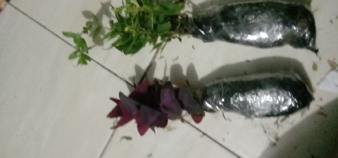 Tanaman Hias Gantung Kupu Kupu - Oxalis Triangularis