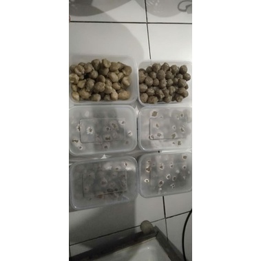 

baso ayam isi 80 pcs masadi