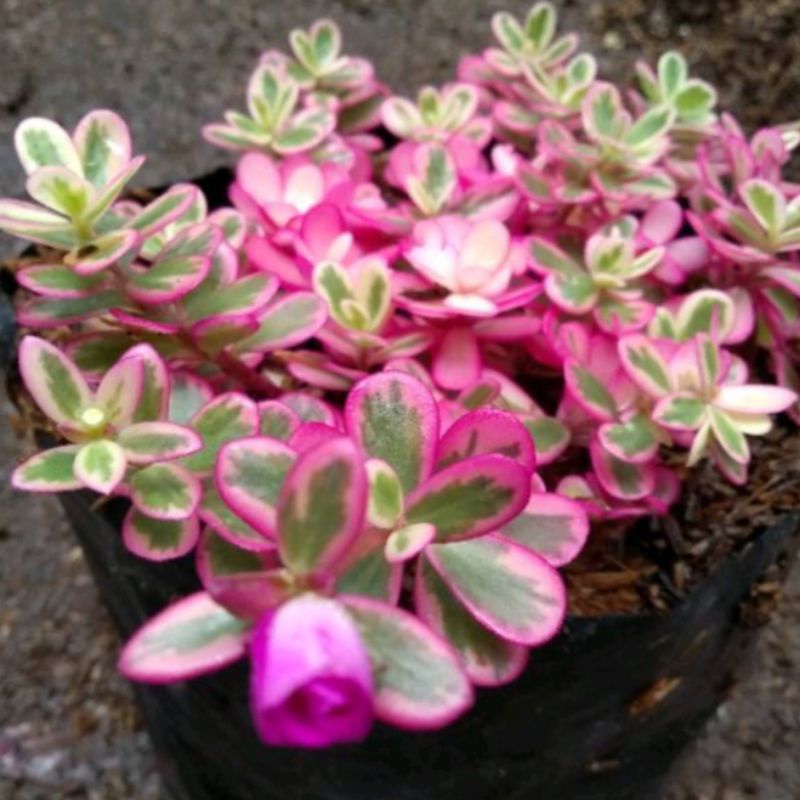 tanaman hias bunga kerokot daun pink//bibit tanaman kerokot pink, tanaman hias bunga cantik