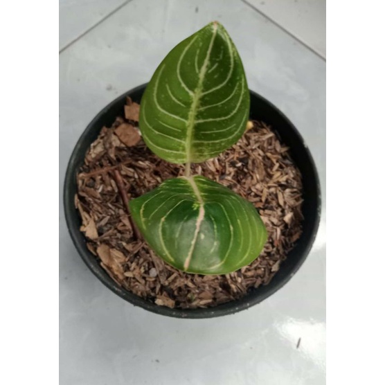 Aglonema maeswara size S daun 2 up