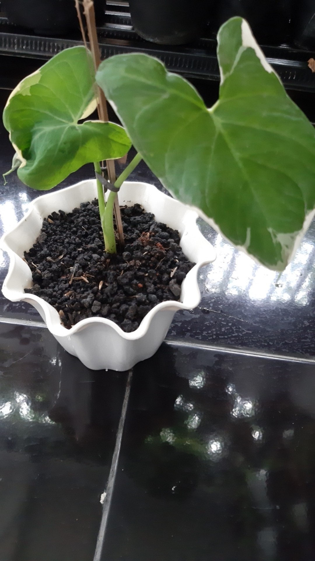 Keladi Tikus Variegata (mickey Mouse)