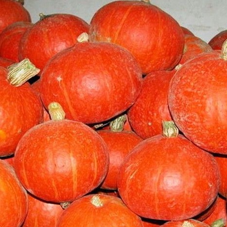 

Labu Jepang / labu kuning Kabocha Fresh (MPASI Bayi)