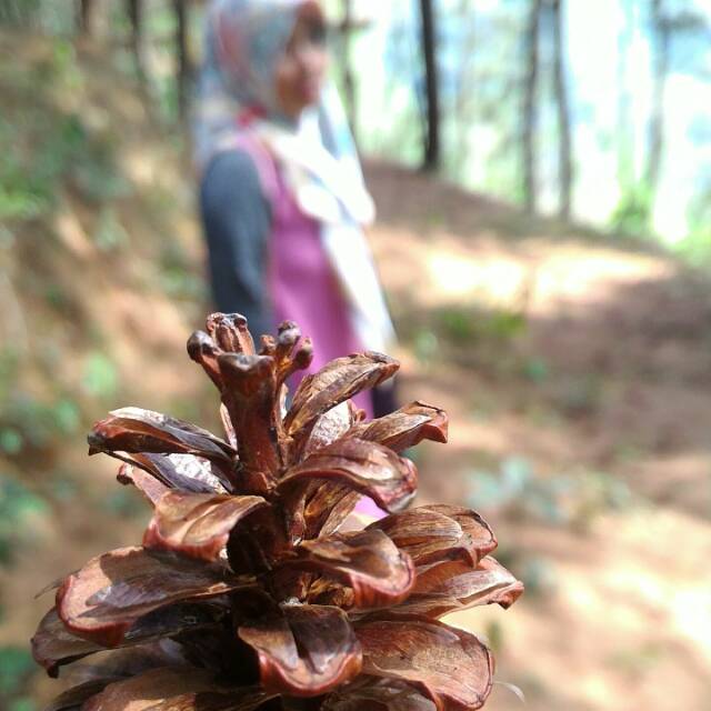 sitimauliddiyah