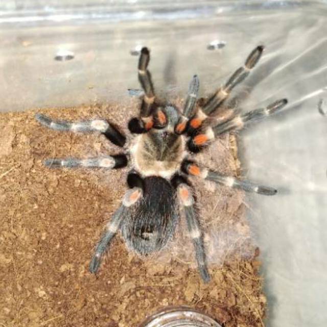 Kartu Brachypelma Auratum Female Iklan L651 Shopee Indonesia