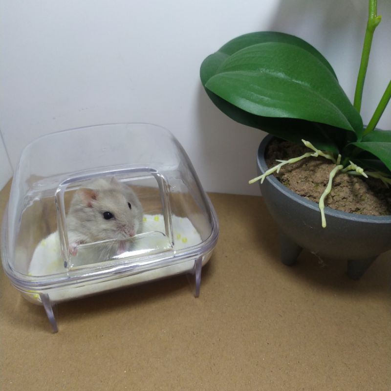 tempat pasir hamster transparan