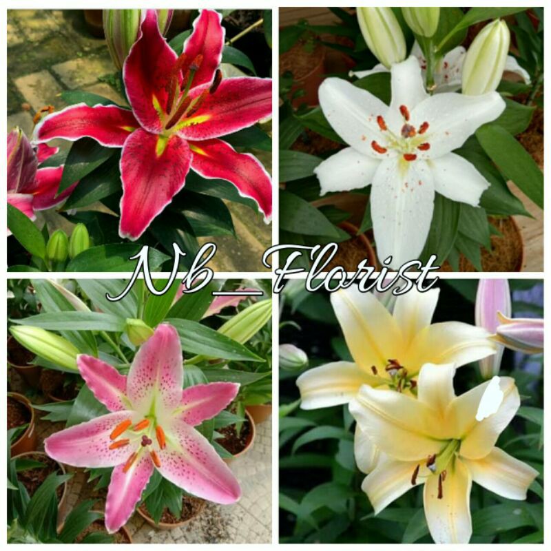 bibit bunga lily casablanca