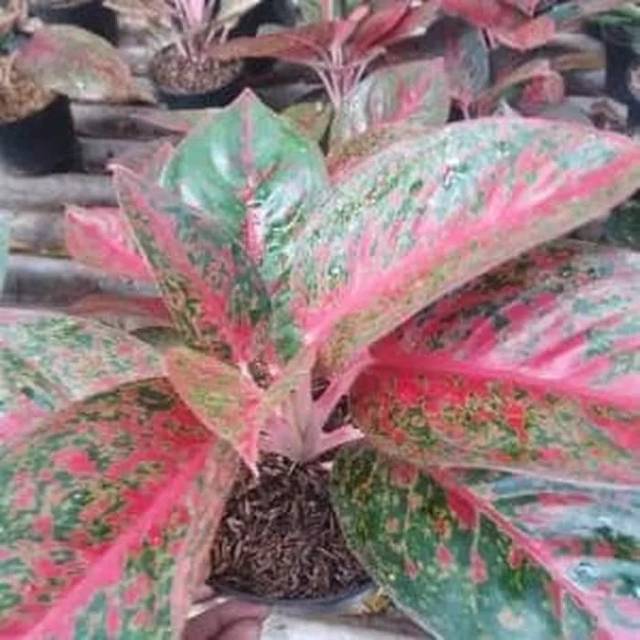 Tanaman Aglaonema Stardust