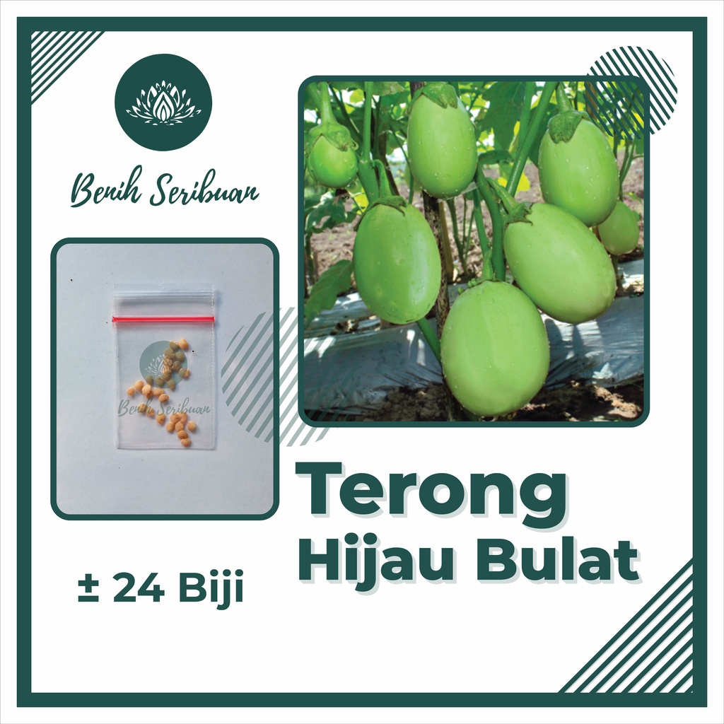 BS-BYL Bibit Sayuran Benih Sayur Buah Hibrida Unggul Buncis Cabe Rawit Bawang Jagung Kacang Lobak Pare Oyong Timun Terong Tomat Wortel dll-TERONG HIJAU BULAT