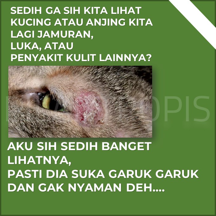 MINYAK VCO UNTUK KUCING KAREIN OBAT MENCRET SCABIES KORENG LUKA GATAL KUCING ANJING KELINCI AMPUH