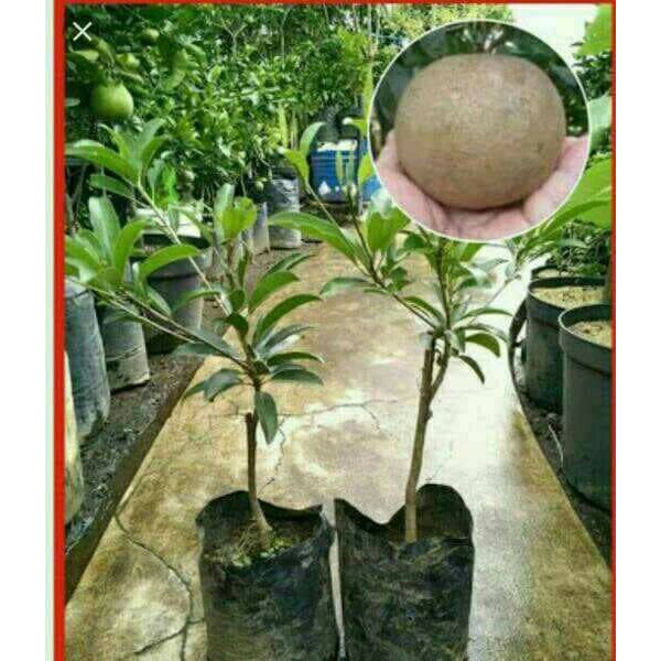 Bibit Buah Sawo Jumbo Malaysia