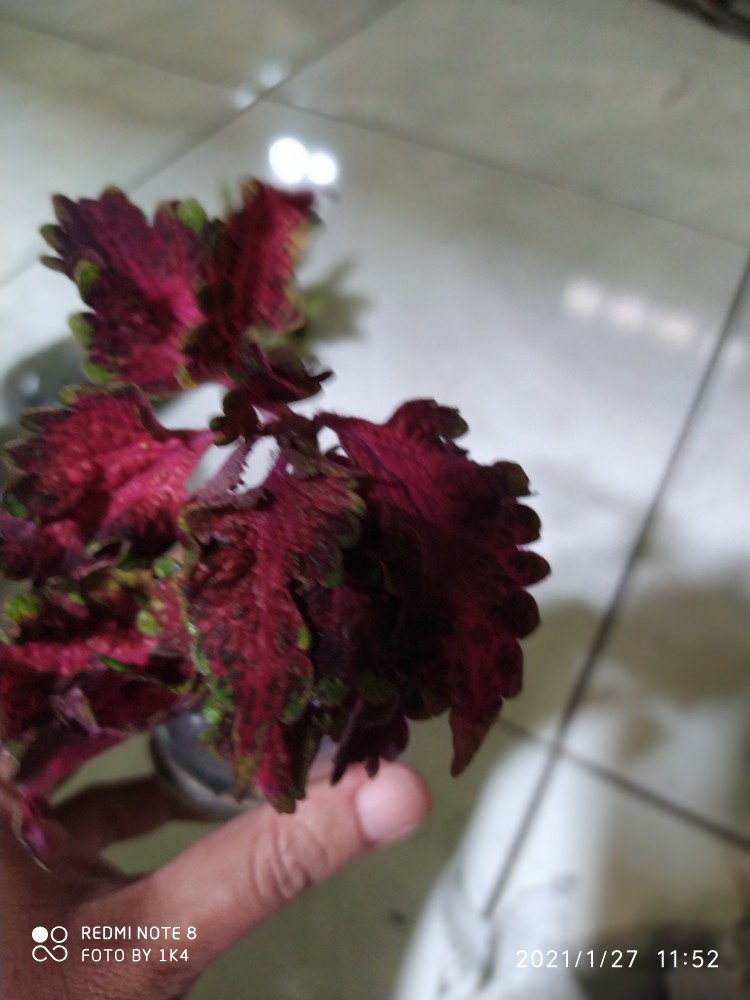 Tanaman Miana/ingler Daun Kecil / 1pcs / 150gram