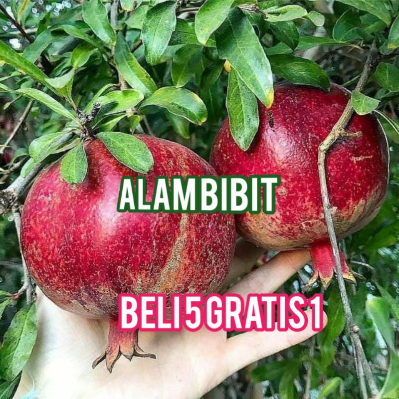 BIBIT DELIMA MERAH SUPER MANIS (Beli 5 Gratis 1)