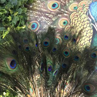 100pcs Bulu Burung Merak Alami Ukuran 10 12 Inci Shopee Indonesia