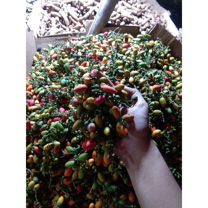 

buah melinjo ( 1 kg)