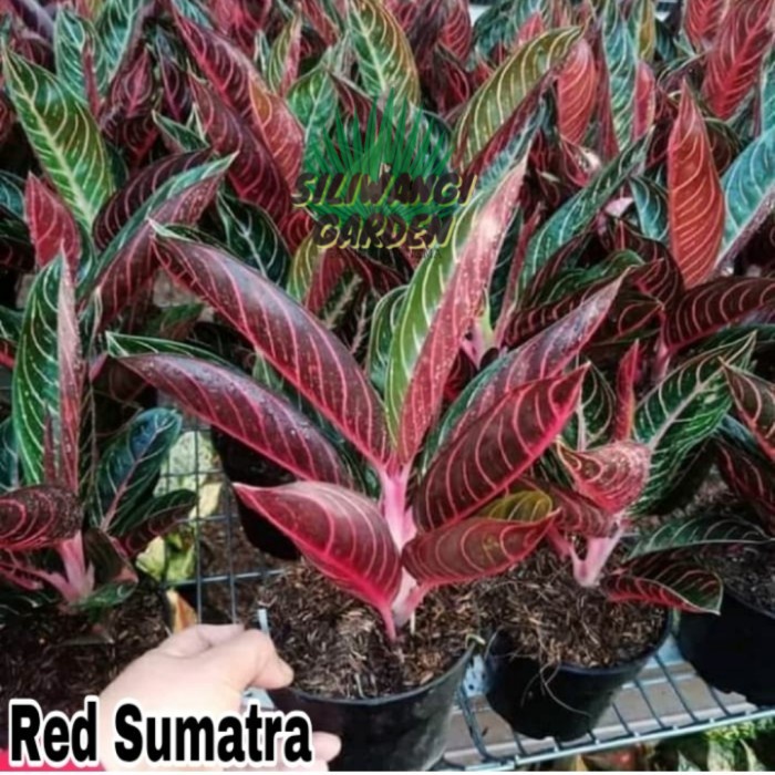 Tanaman Hias aglonema Red sumatra-Bonggol aglonema red sumatra