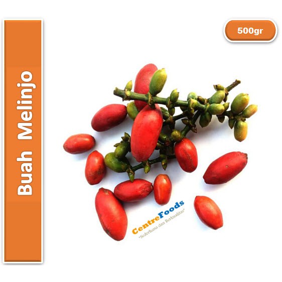 

Buah Melinjo | Tangkil [ Berat 0.5kg / 500gr ]