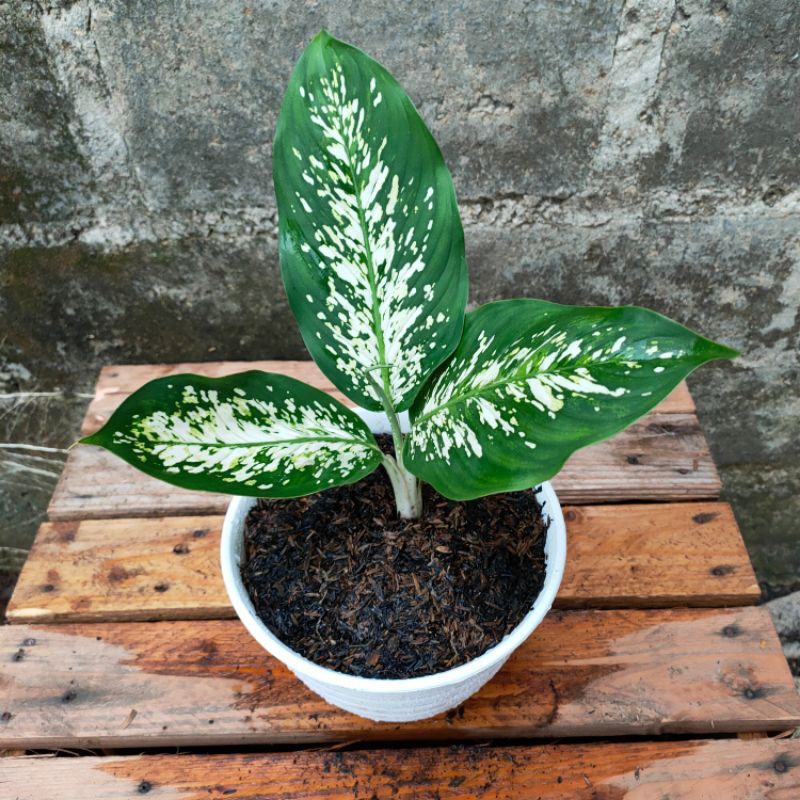 PROMO!! Tanaman Hias Dieffenbachia Snow White