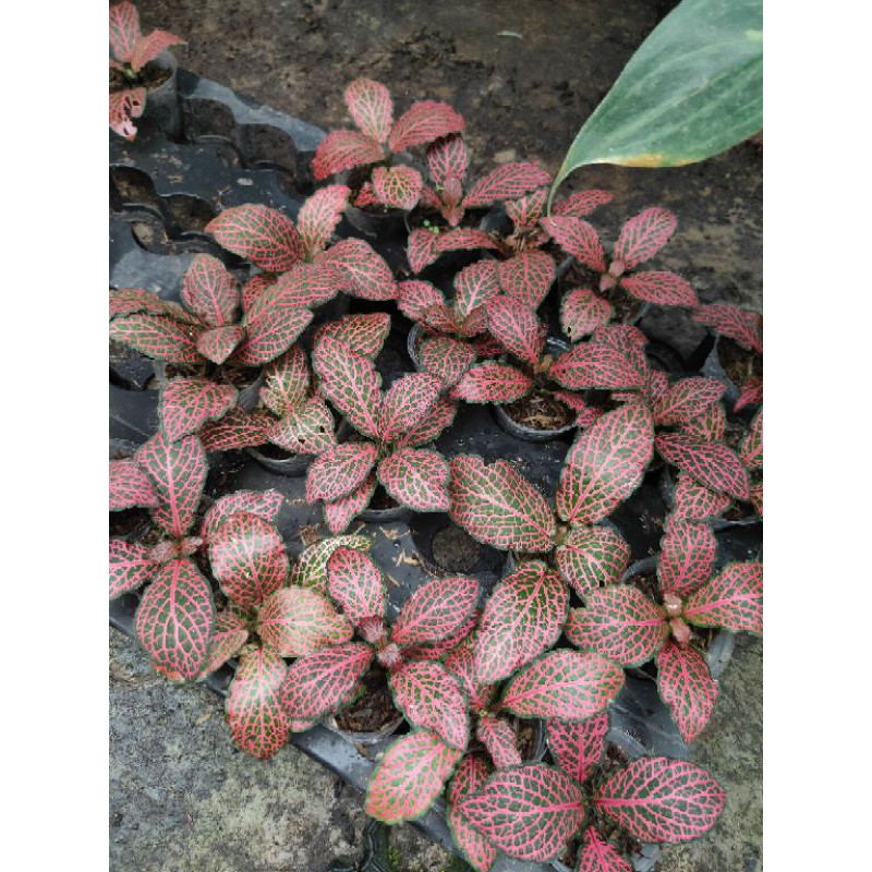 Tanaman Hias Fittonia Merah ( Fittonia verschaffeltii )Red Veins (Isi 1 Batang tanaman) pohon hidup