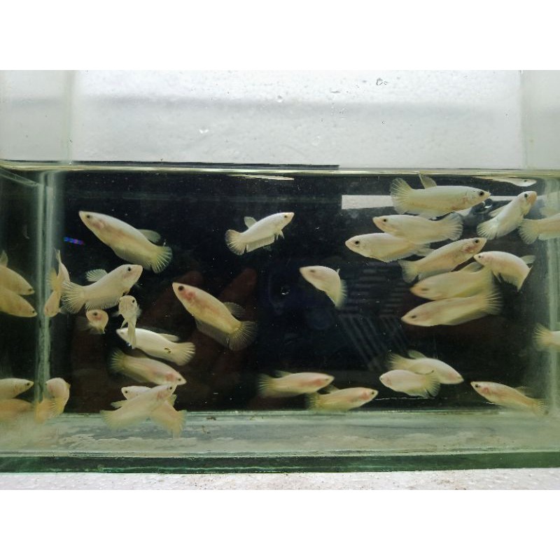 Cupang soft gold female