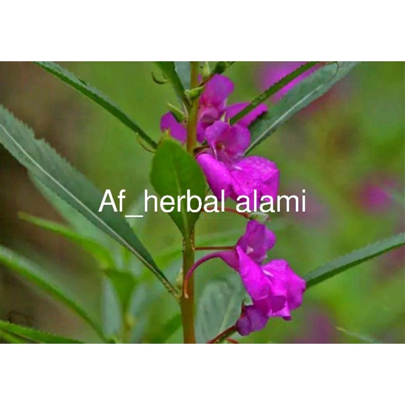 

DAUN PACAR AIR 30 lmbar