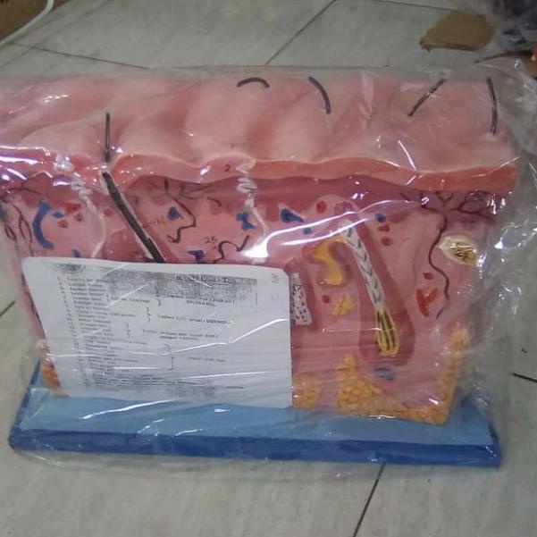 Jual Alat Peraga Biologi Torso Kulit Shopee Indonesia