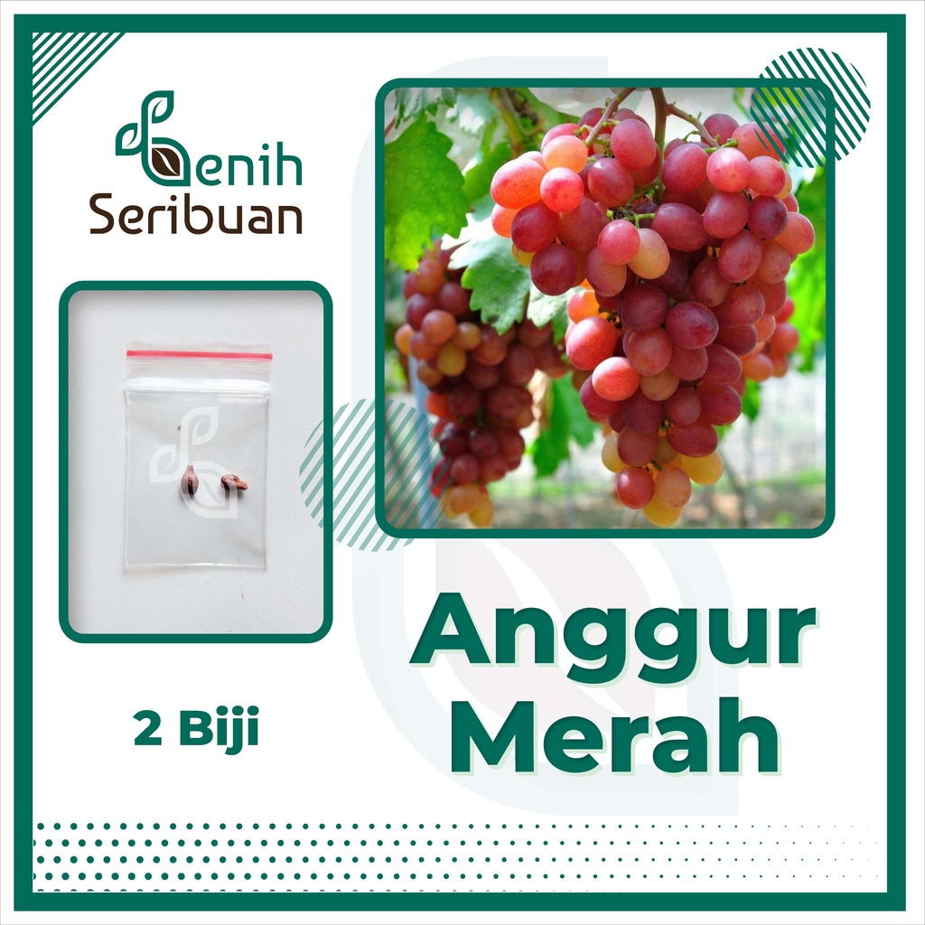 BS-BYL Benih Buah Bibit Tanaman Buah F1 Hibrida Unggul Anggur Strawberry Semangka Melon Labu Pepaya Jambu Blackberry Ciplukan Raspberry dll-ANGGUR MERAH