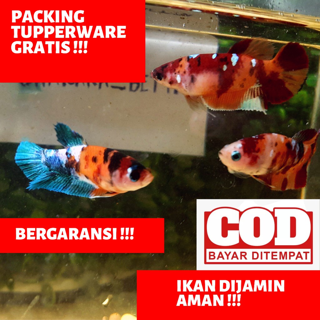 Cupang Betina / Female koi, nemo Galaxy Multicolor Full Egg Siap Breed / Kawin BERGARANSI